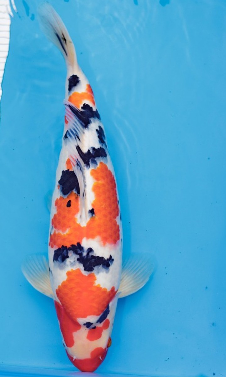 Koi picture