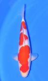 Koi