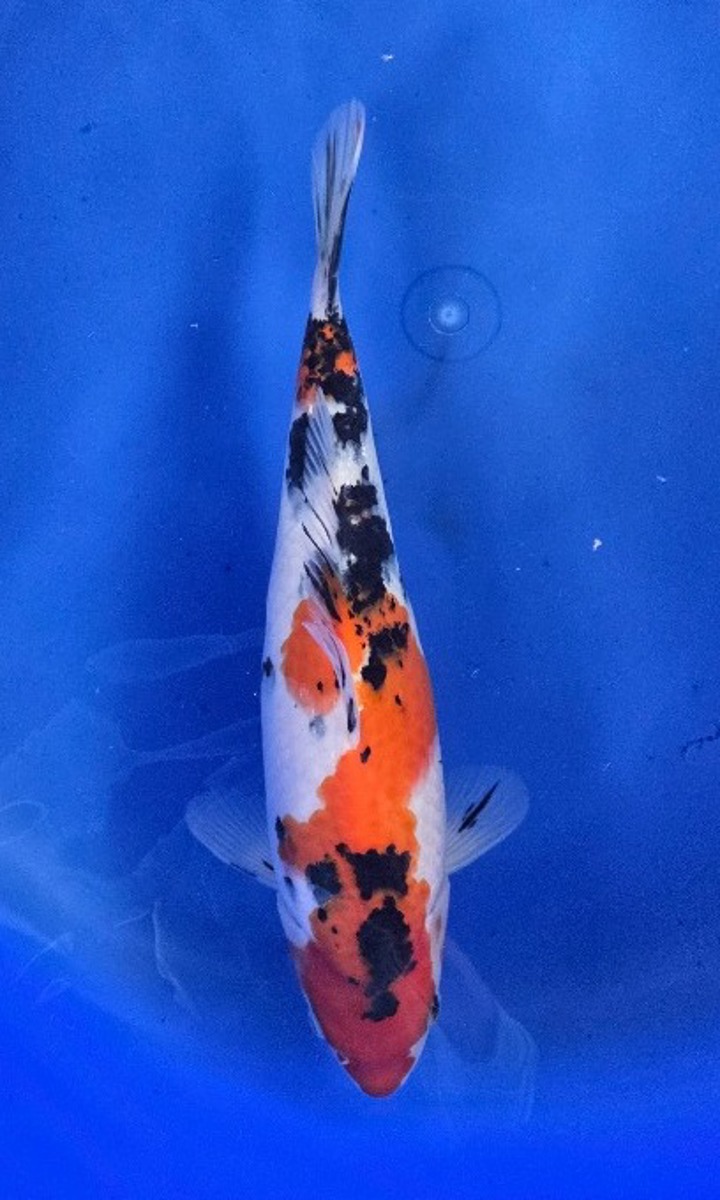 Koi picture