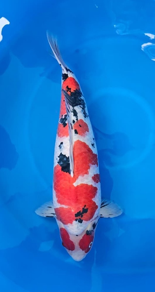 Koi picture