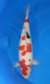 Koi