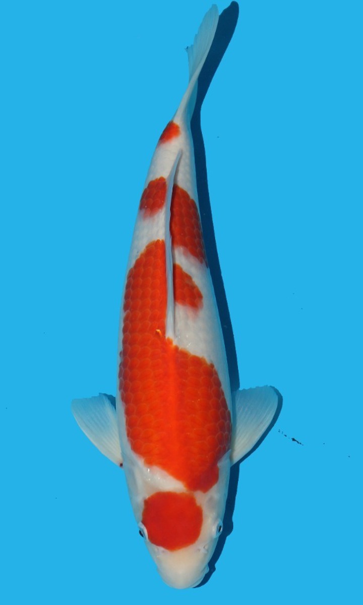 Koi picture