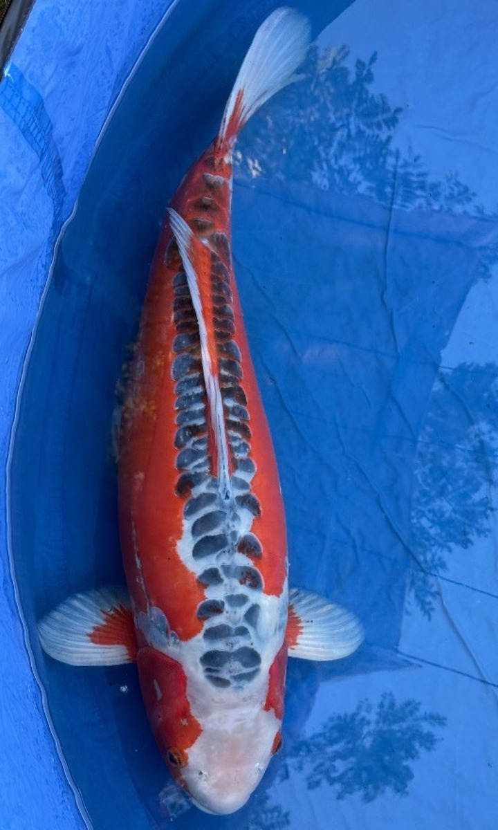 Koi picture