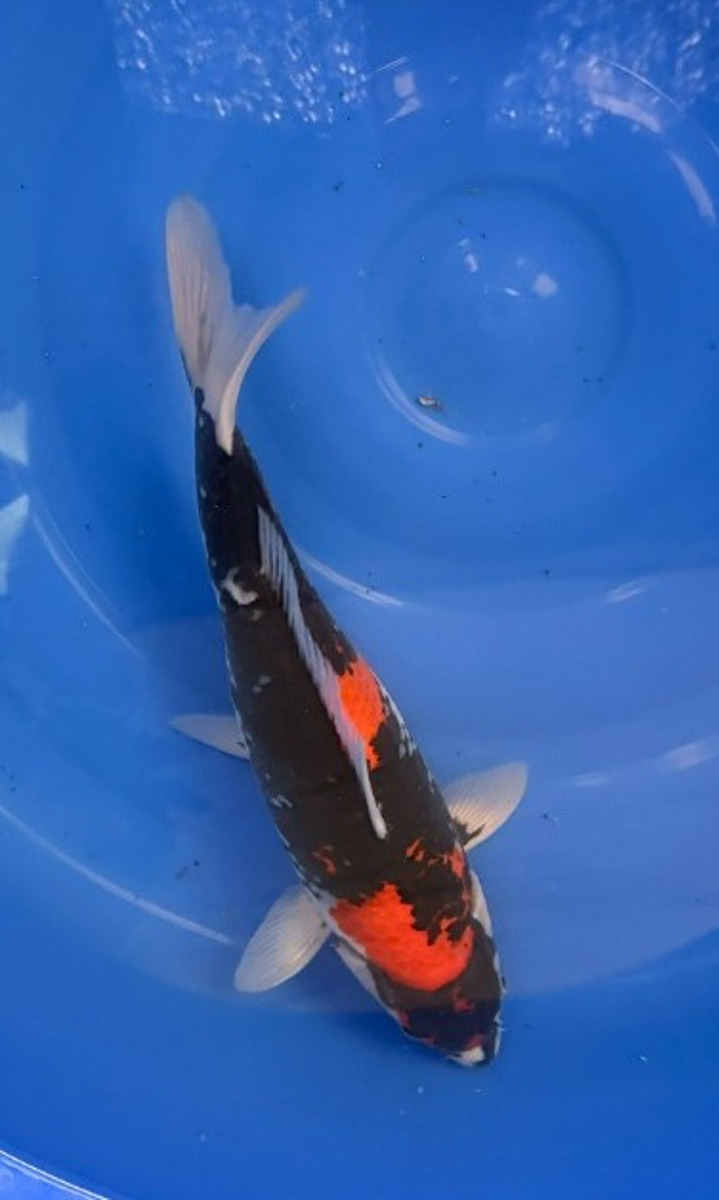 Koi picture