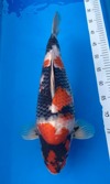 Koi