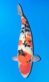 Koi