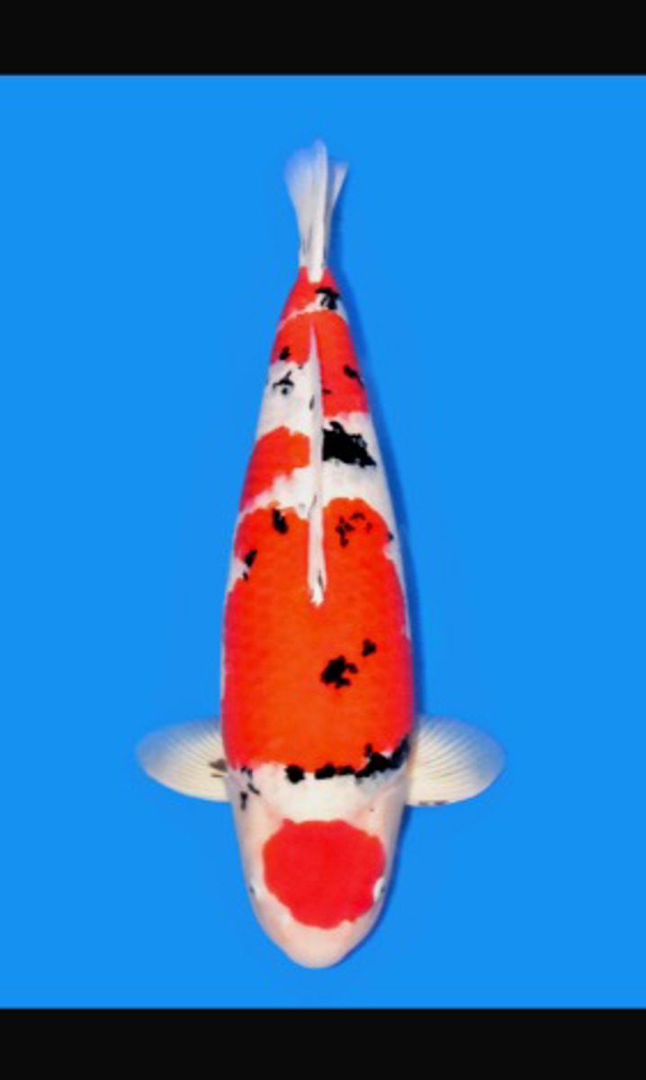 Koi picture