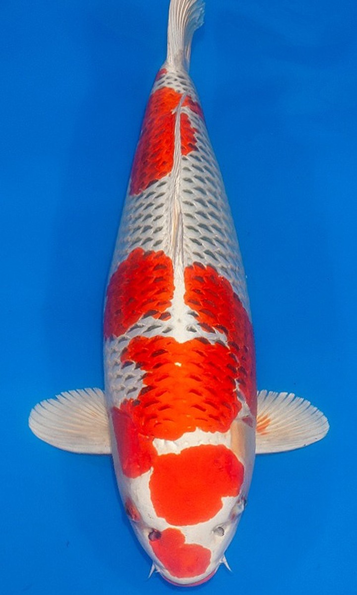 Koi picture