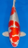 Koi