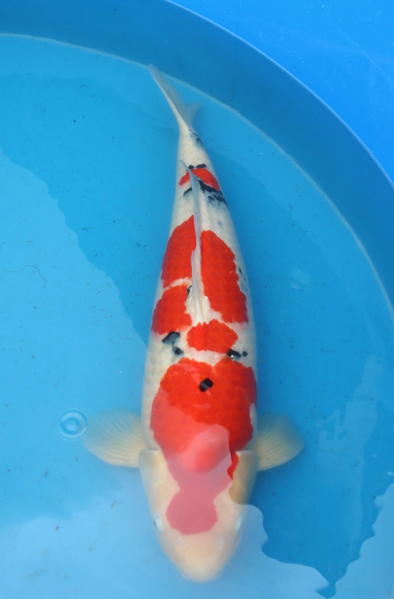 Koi picture