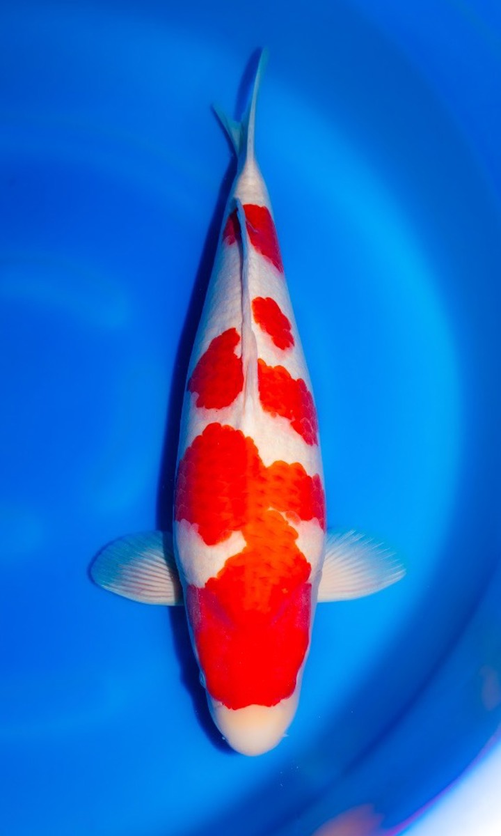 Koi picture