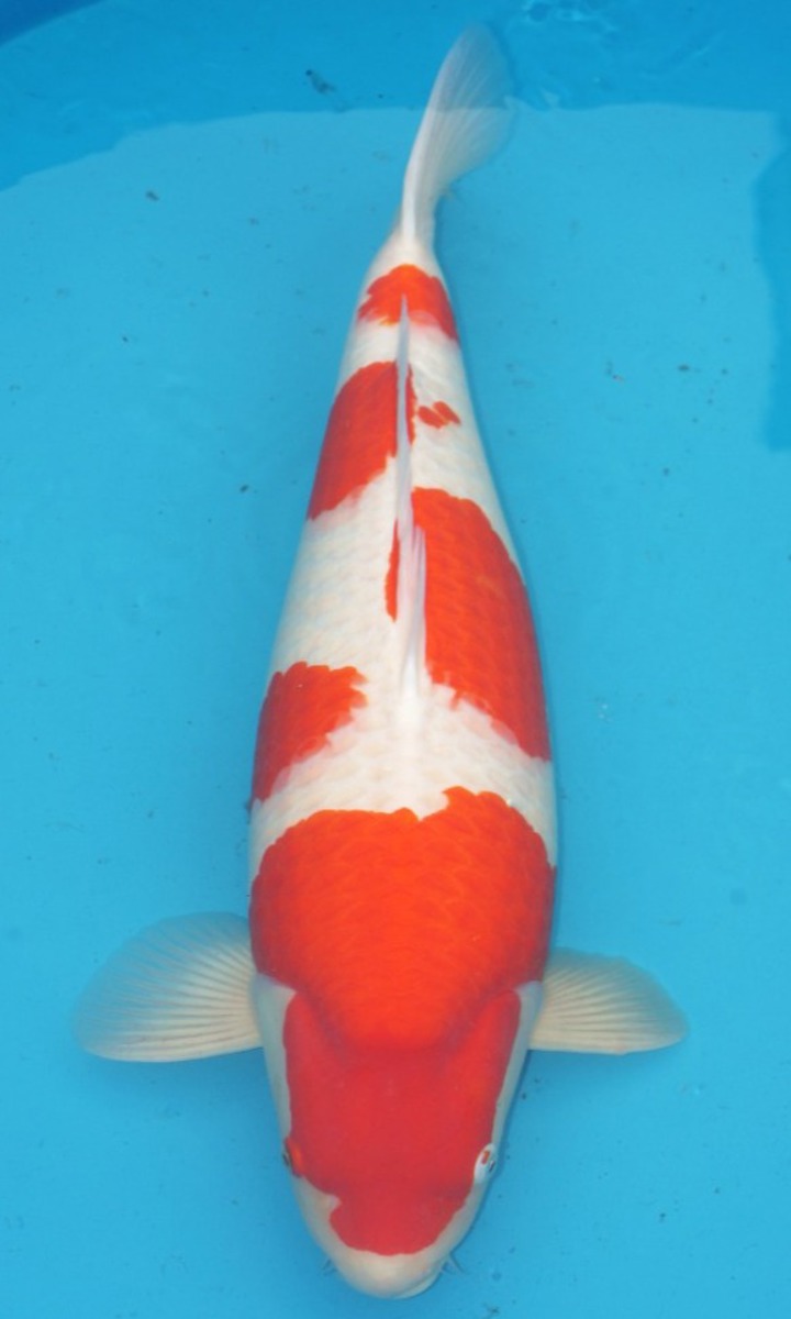 Koi picture