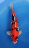 Koi