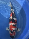 Koi