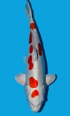 Koi