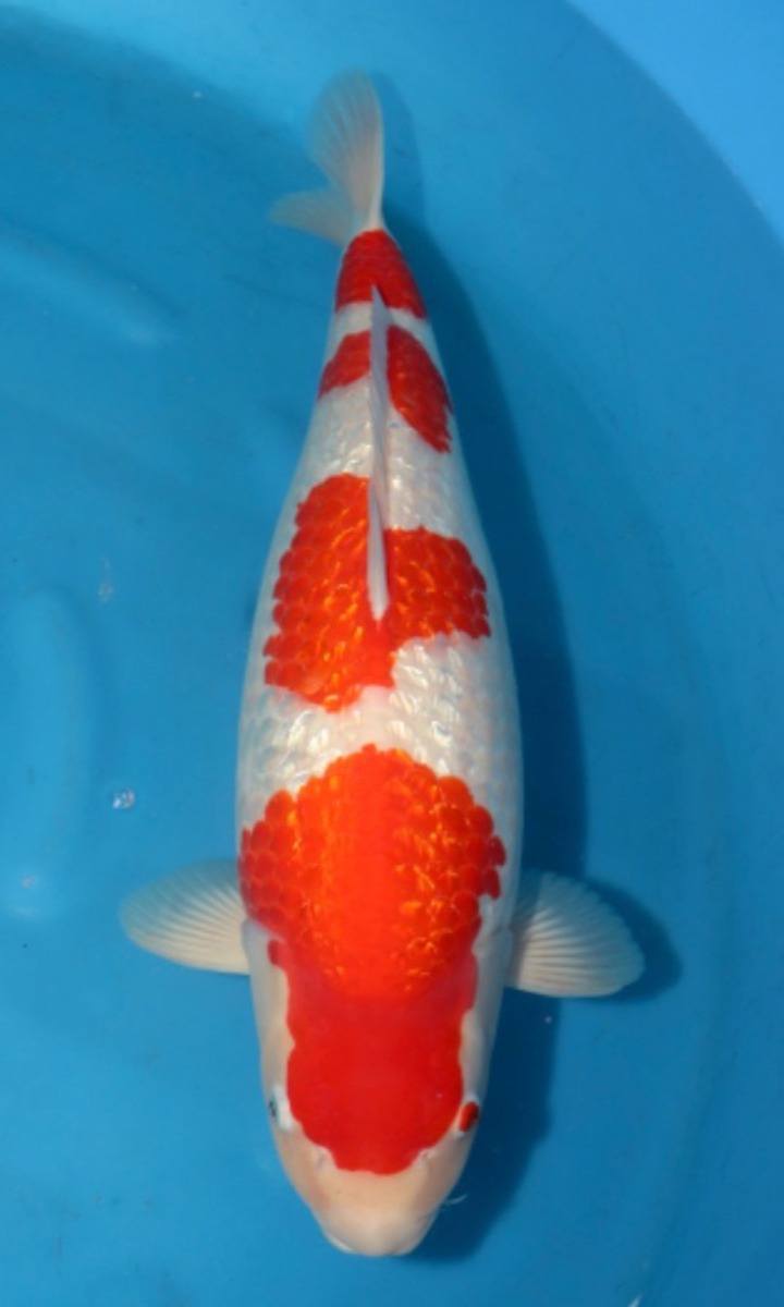 Koi picture