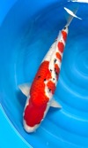 Koi