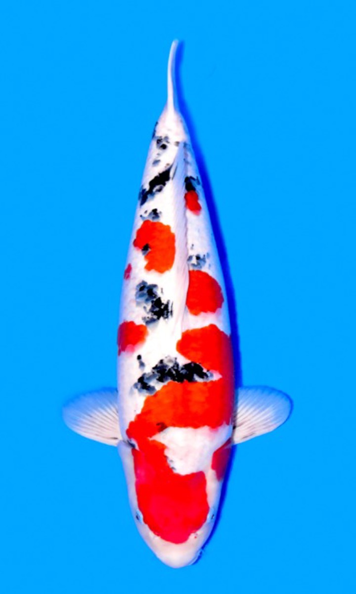 Koi picture