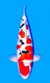 Koi