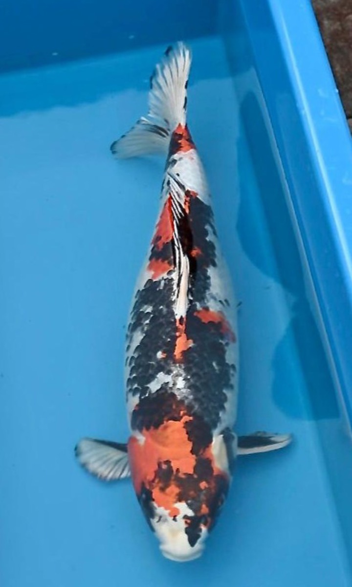Koi picture