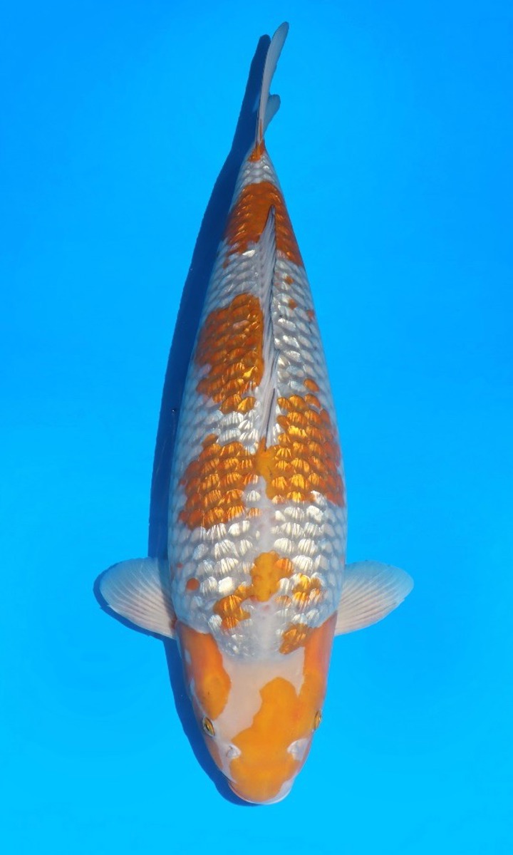 Koi picture