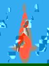 Koi