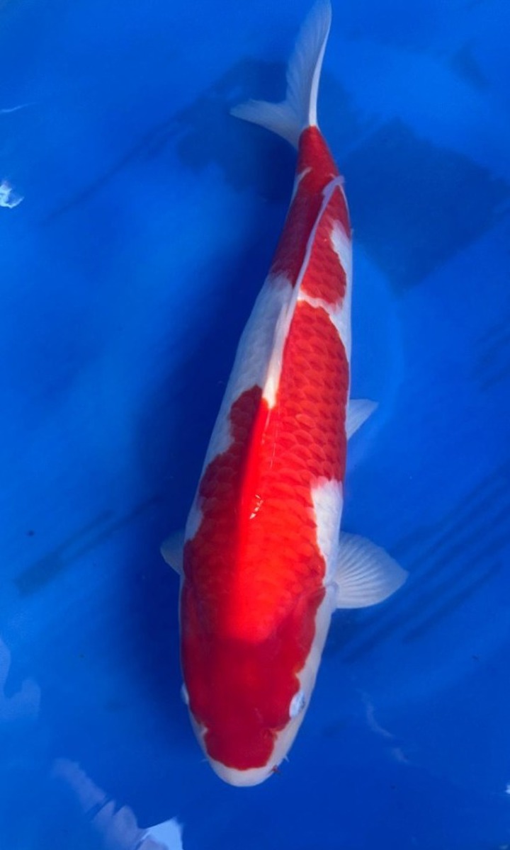 Koi picture
