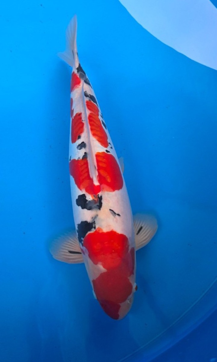 Koi picture
