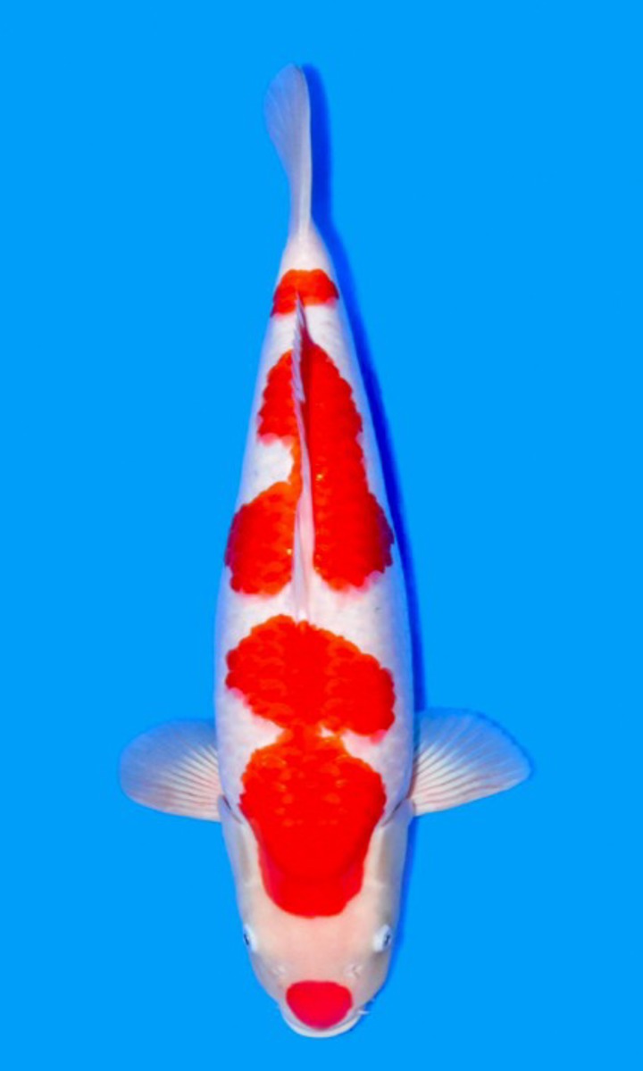 Koi picture