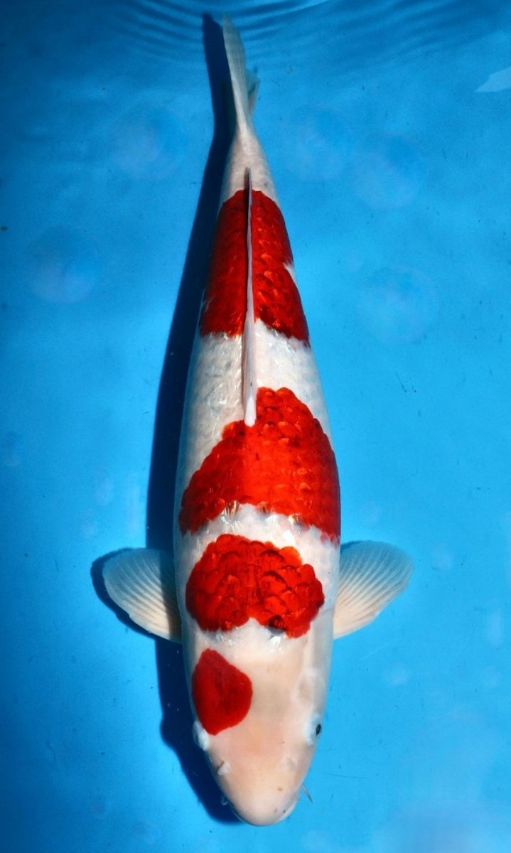 Koi picture