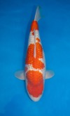 Koi