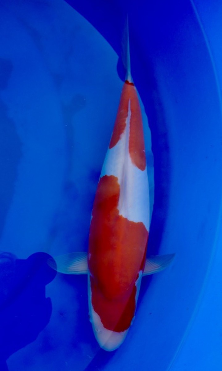 Koi picture