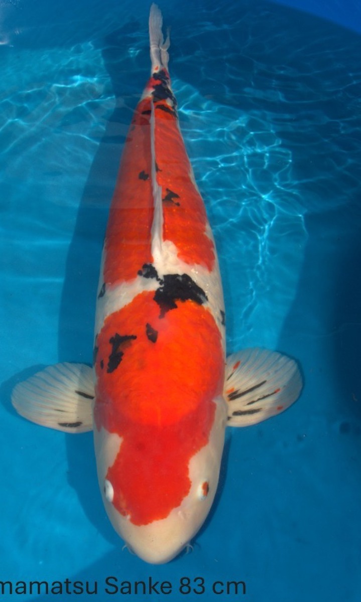 Koi picture