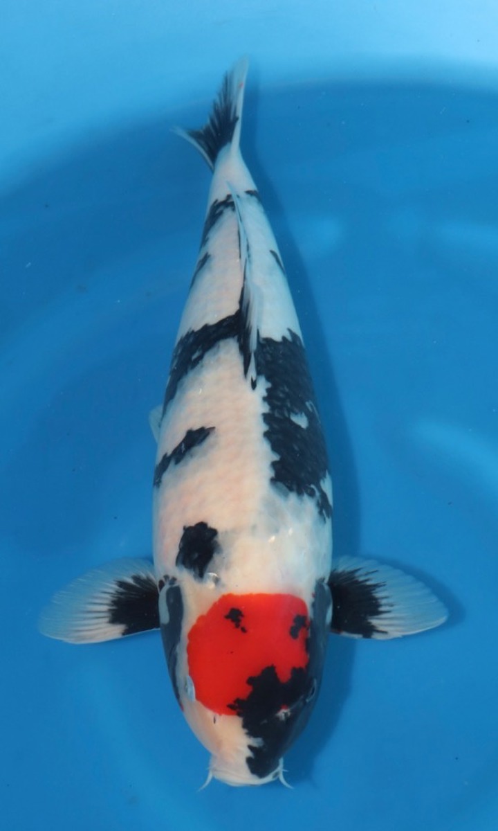 Koi picture