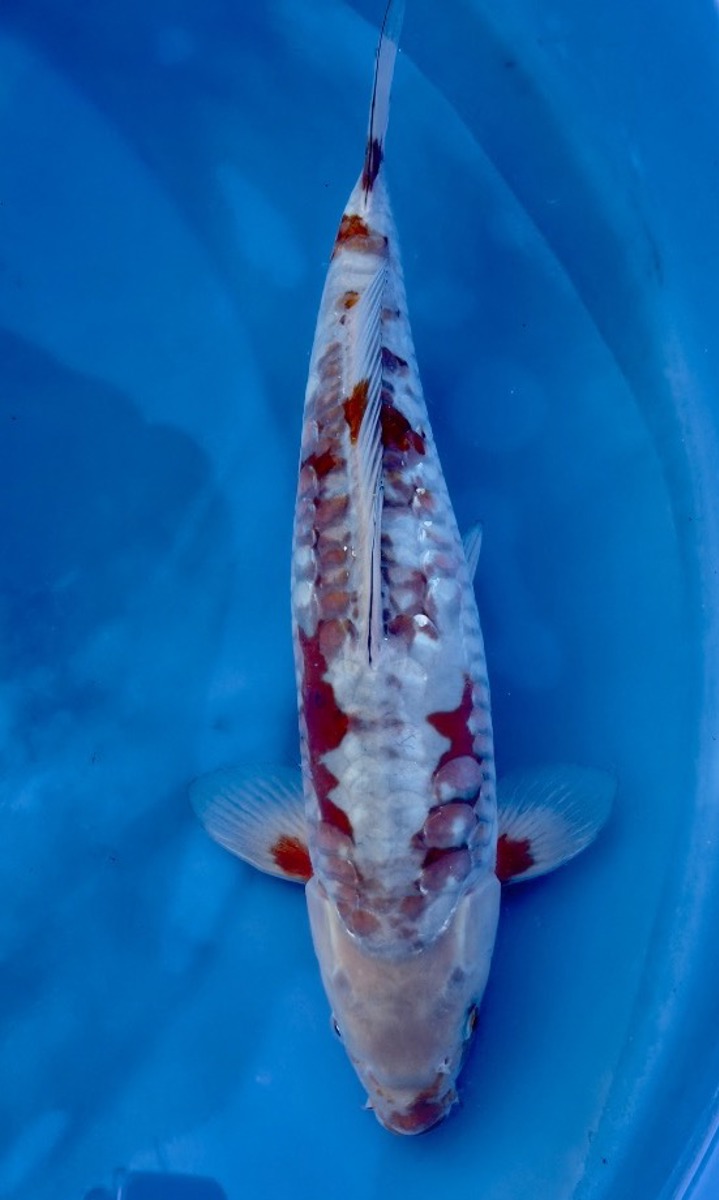 Koi picture
