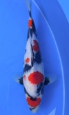 Koi