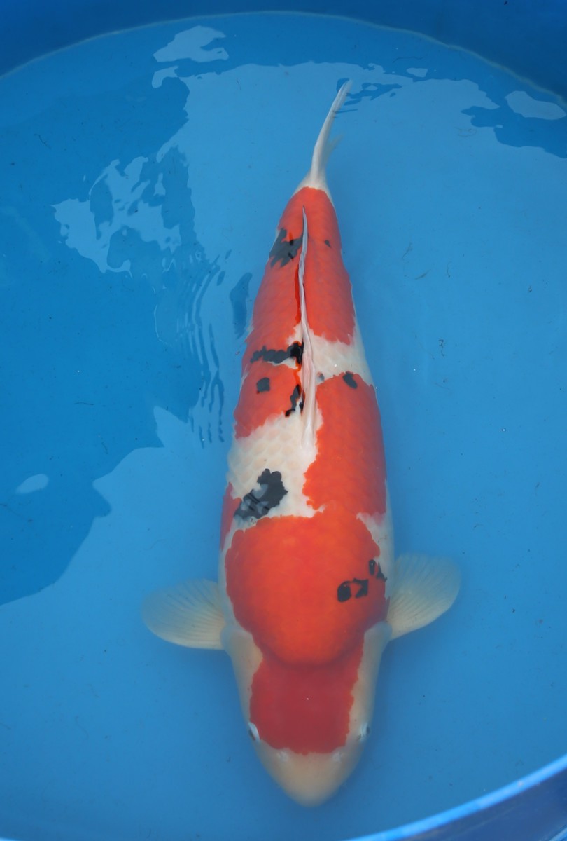 Koi picture