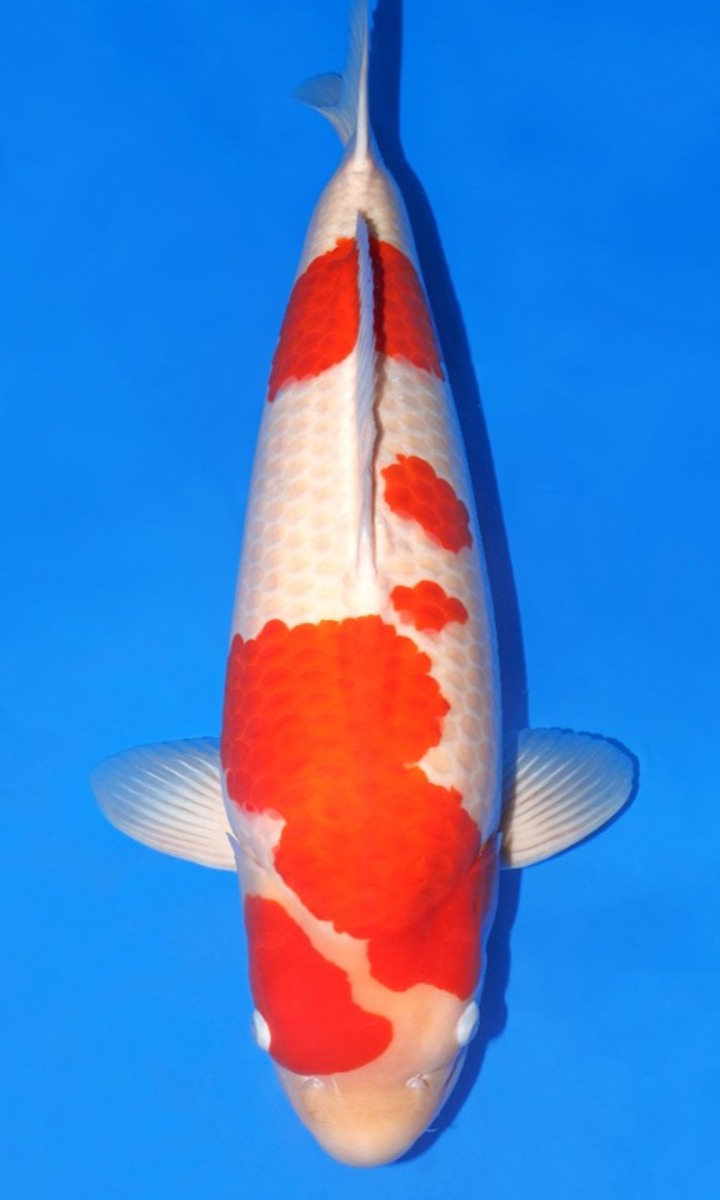 Koi picture