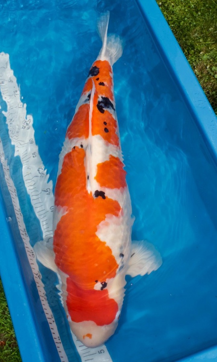 Koi picture