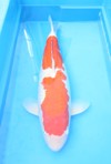 Koi