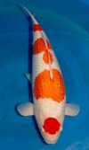 Koi