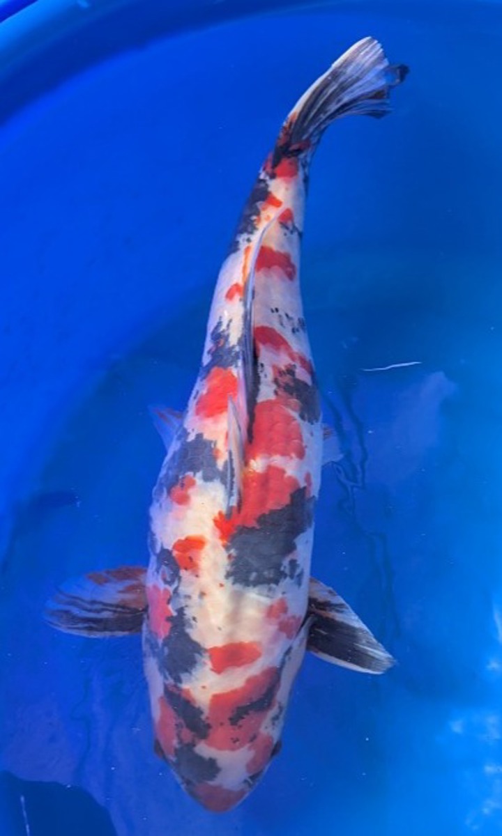 Koi picture