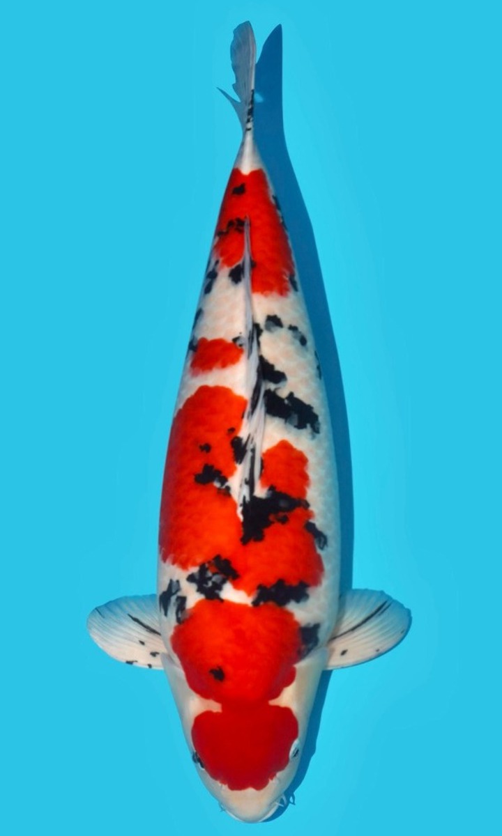 Koi picture