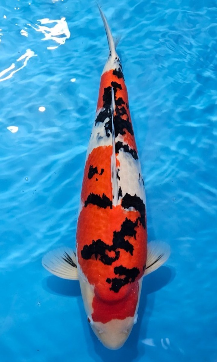 Koi picture