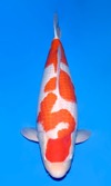Koi