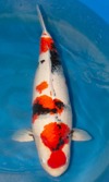 Koi