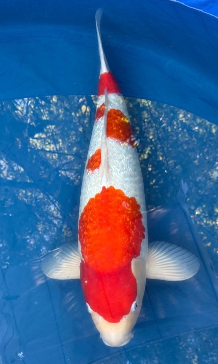 Koi picture
