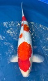 Koi