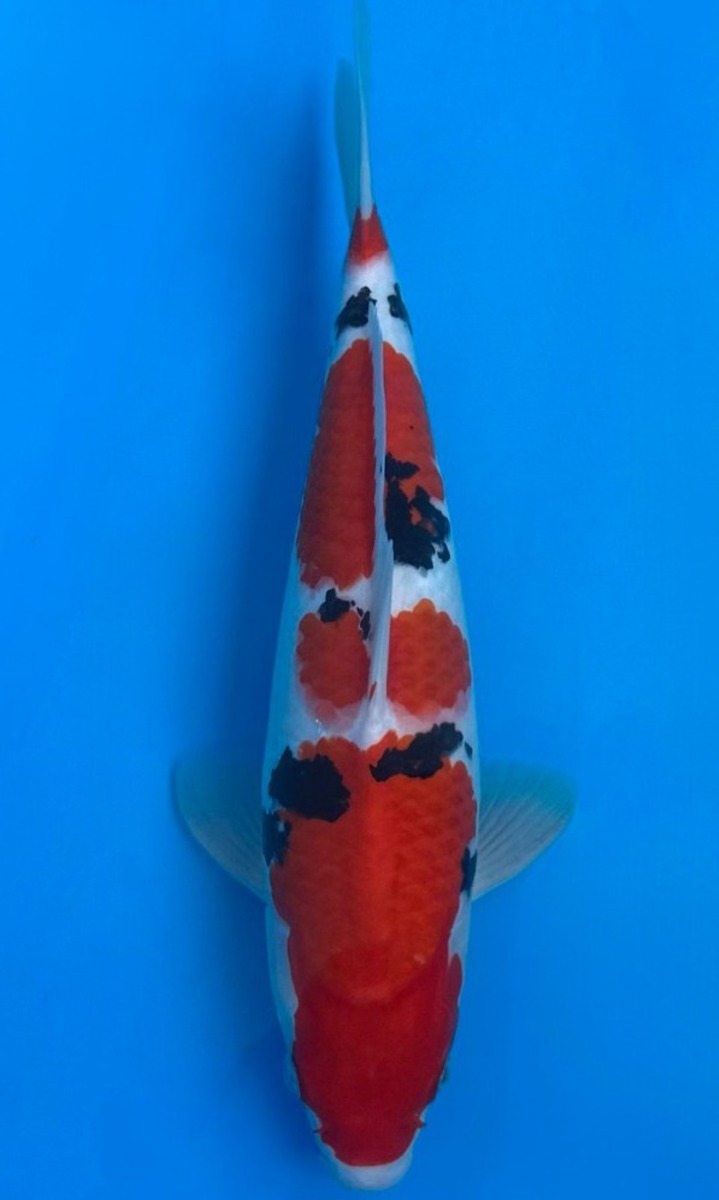 Koi picture