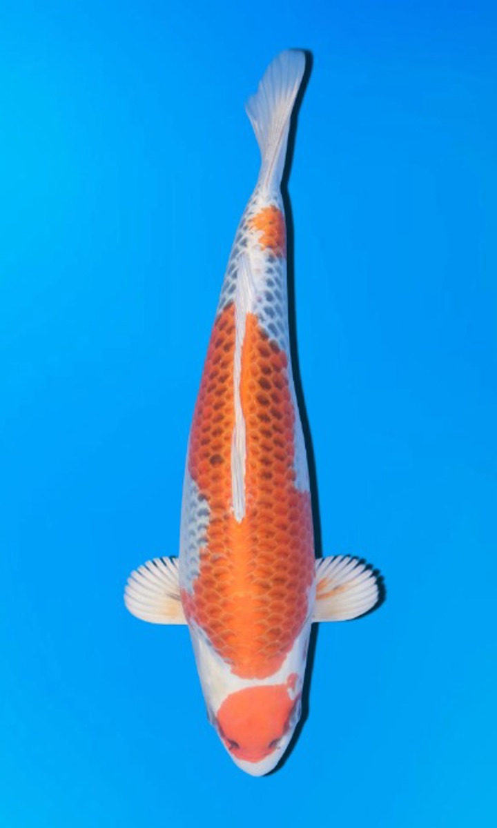 Koi picture